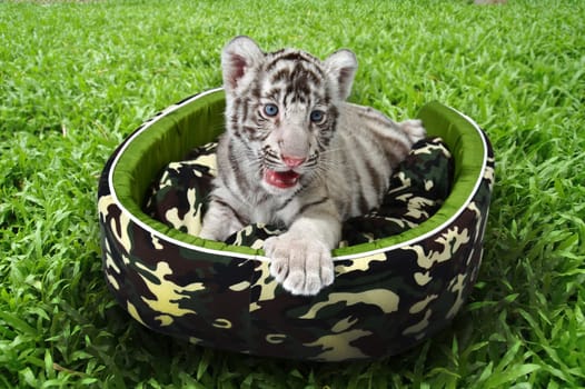 baby white tiger laying in a mattress on green grass
