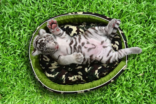 baby white tiger laying in a mattress on green grass