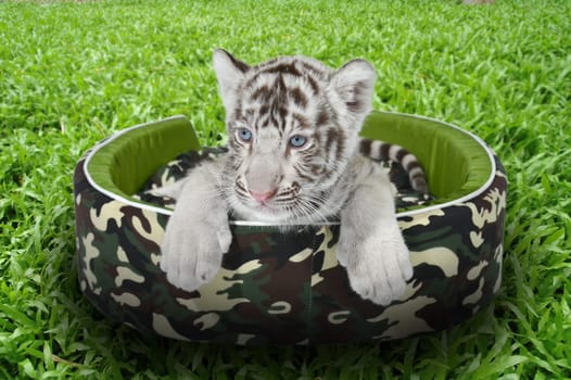 baby white tiger laying in a mattress on green grass