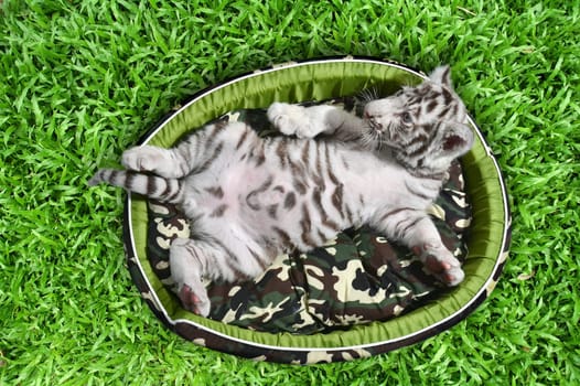 baby white tiger laying in a mattress on green grass