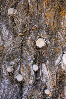 Background of rough surfaced tree bark