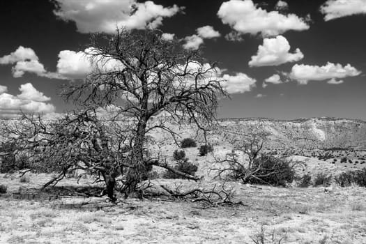 Dramatic black and white scenery with juniper and clouds