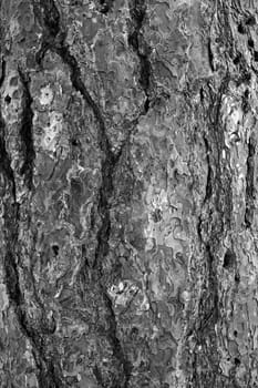 Background of rough surfaced tree bark
