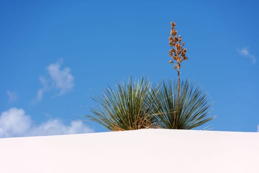 Amazing plant of New Mexico's desert
