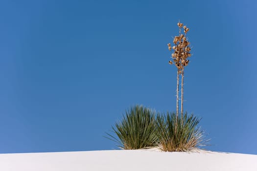 Amazing plant of New Mexico's desert