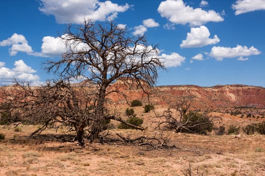 Colorful landscape with dead tree in New Mexico near Ghost Ranch