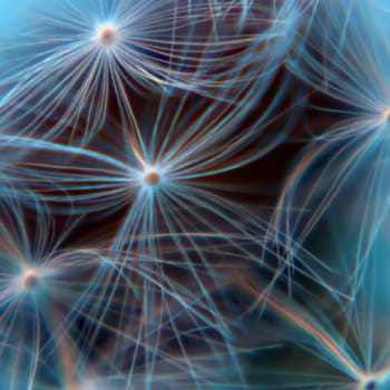 Square macro shot of Dandelion Seeds