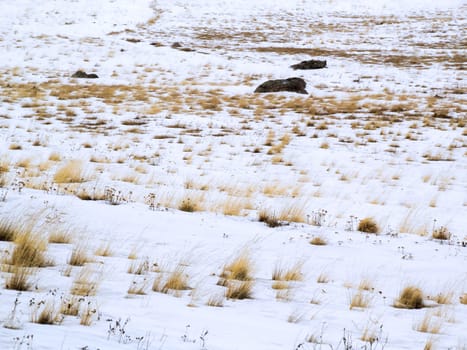 Winter with snow in New Mexico's Caldera