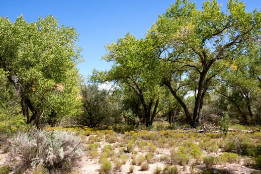 Impressive and scenic landscape in New Mexico