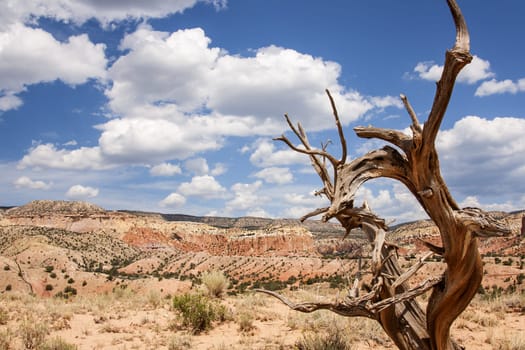 Colorful landscape with dead tree in New Mexico near Ghost Ranch