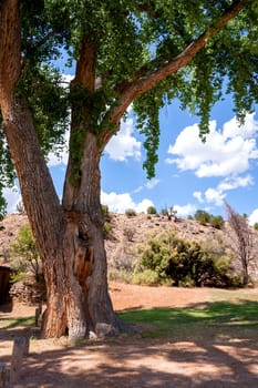 Nice place to sit under a tree