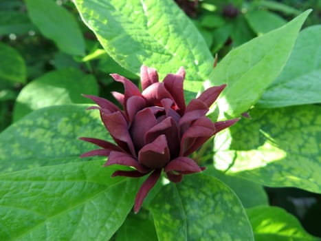 real spice bush - Calycanthus floridus