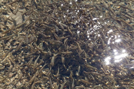 Shoal, a lot of fishes, Krnsko lake