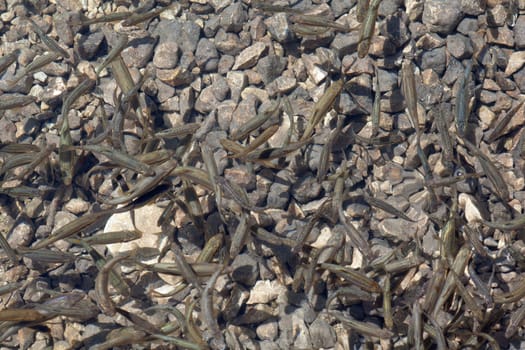 Shoal, a lot of fishes, Krnsko lake