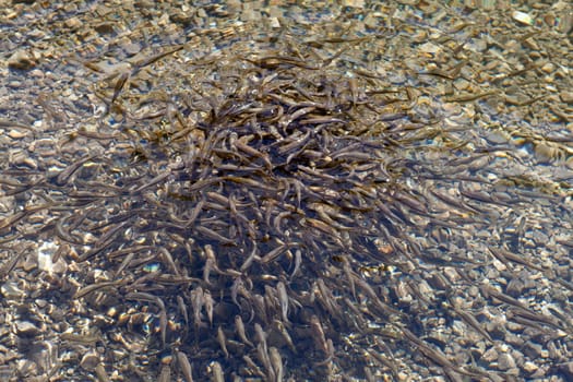 Shoal, a lot of fishes, Krnsko lake