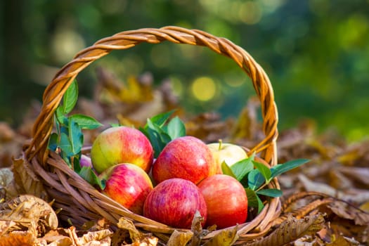 fresh apples in a basket in autumn garden