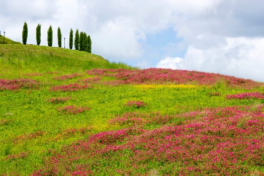 Tuscany - landscape with spring flowers, Italy