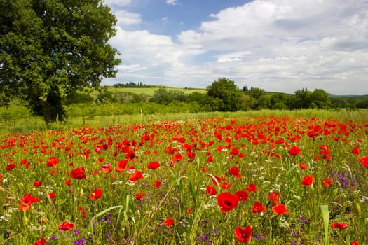 spring in Tuscany, landscape with poppies