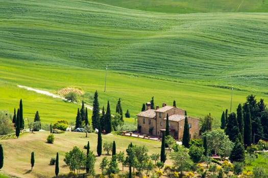 Tuscany - green typical landscape in spring time