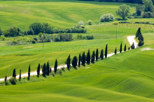 Tuscany - green typical landscape in spring time