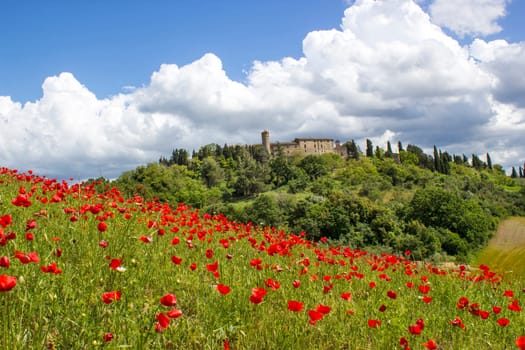 spring in Tuscany, landscape with poppies
