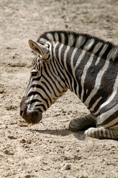 Grant's zebra