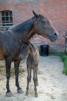 Arabian foals