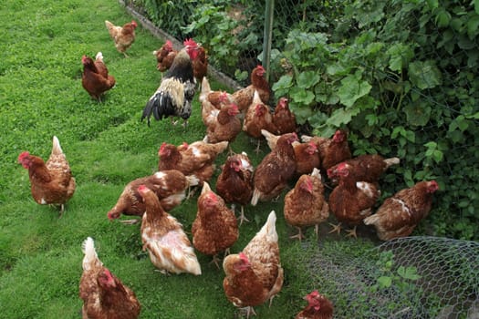 Free-range chickens