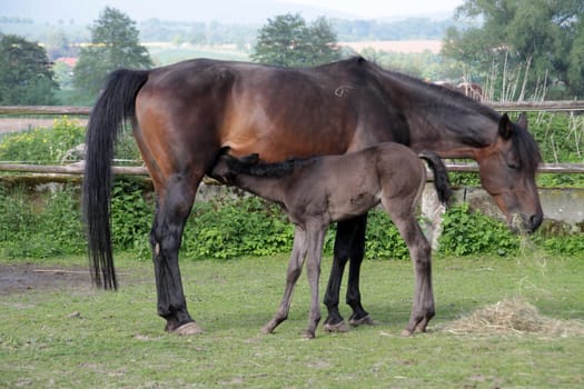Arabian foals
