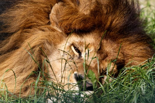Tired Lion