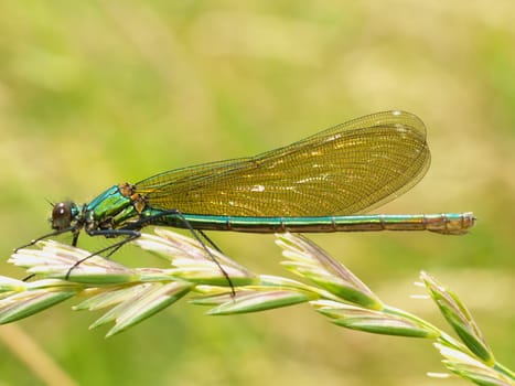 banded demoiselle - female