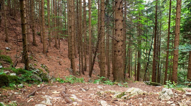 View of the Forest in the Slovenian Julian Alps