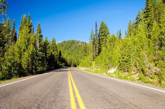 Highway passing through a beautiful green pine tree forest in Central Oregon