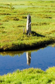 Reflection of a tree stump in crystal clear water