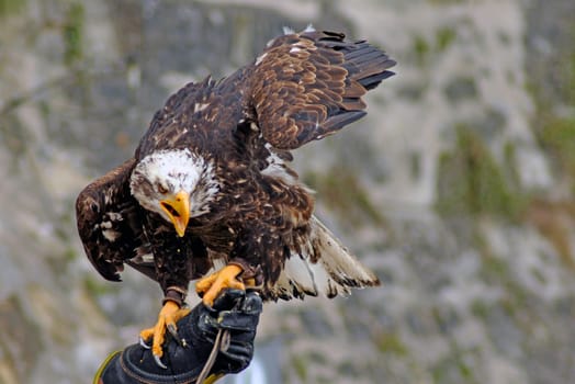 Bald Eagle