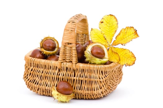 basket full of chestnuts and autumnal leaves