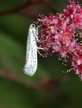 Black cherry moth