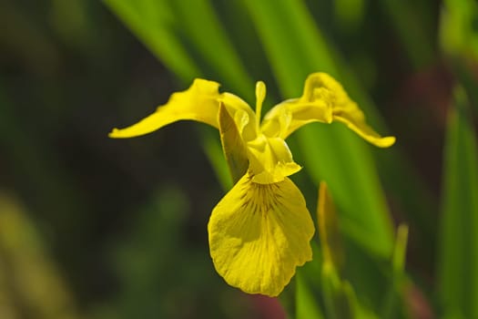 Closeup view of yellow flag flower outdoors (IRIS PSEUDACORUS)