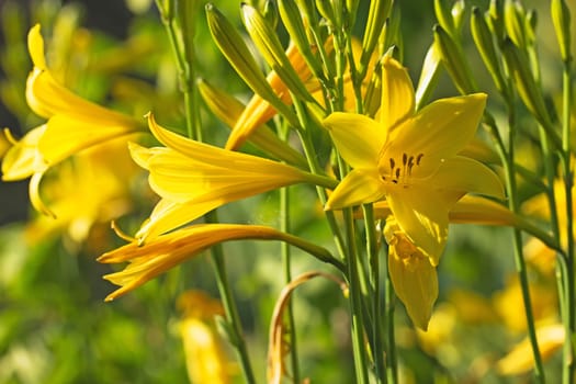 Closeup lemon daylily yellow flowers background ( Hemerocallis)