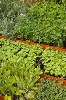Green herbst ready for sale at the market