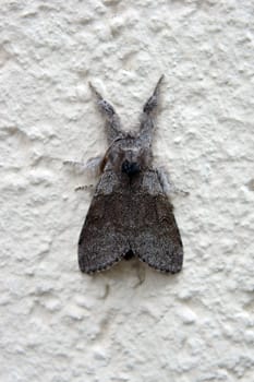 The macro close-up of a moth,beech extensor.