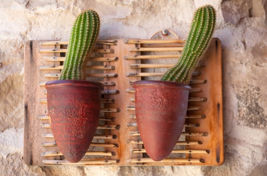 Cactus inside a pot on the wall