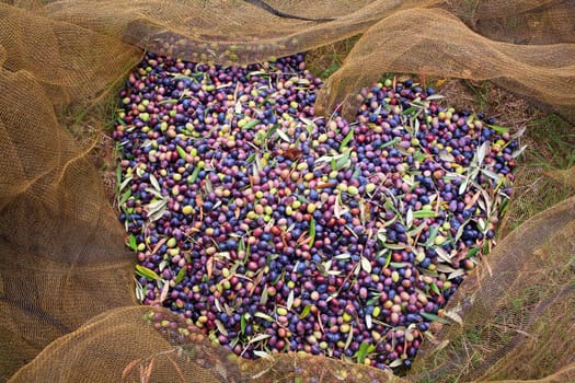 View of Olives harvest in Sicily countryside