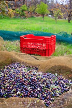 View of Olives harvest in Sicily countryside
