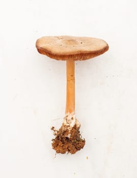 Close up of Mushroom on light background