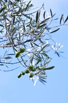 View of Olives harvest in Sicily countryside