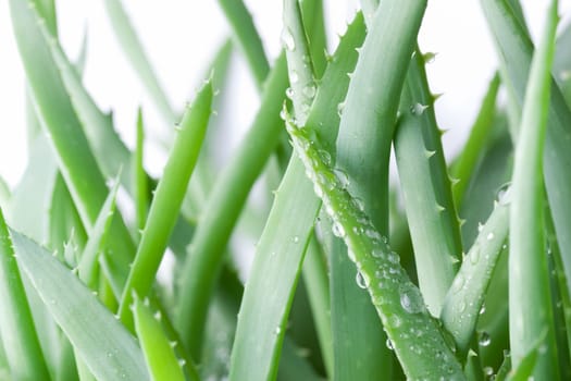 Aloe vera with water drops