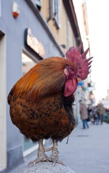 View of old rooster in the street