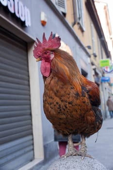 View of old rooster in the street