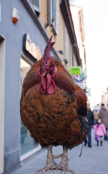 View of old rooster in the street
